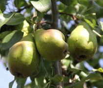 Pyrus communis 'Bonne Louise d' Avranches