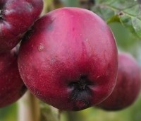 Malus domestica 'Royal Gala' - Appel 'Royal Gala' - 3