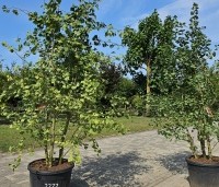 Ginkgo biloba - Japanse Notenboom - 1