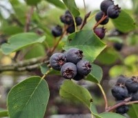 Amelanchier spicata - Dwerg krentenboompje - 2