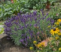 Lavandula angustifolia 'Hidcote' - Lavendel 'Hidcote' - 2