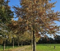 Quercus palustris - Moeraseik - herfstverkleuring
