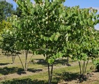 Cercis canadensis - Amerikaanse Judasboom - 3