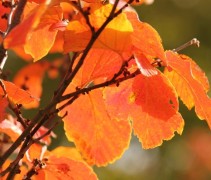 Hamamelis herfstkleur