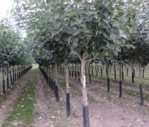 Malus Bramley Seedling hoogstammen 18-20-25