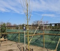 Populus nigra 'Italica' - Italiaanse populier - 2