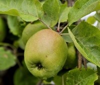 Malus dom. 'Rode Boskoop' - Malus dom. 'Rode Boskoop' - 1