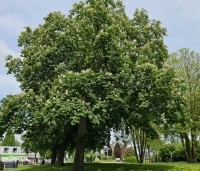 Aesculus hippocastanum - Witte paardenkastanje - 3