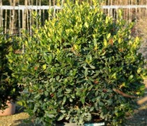Ilex Nellie Stevens 