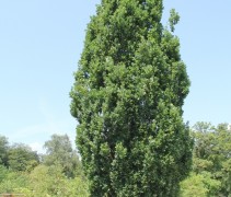 Quercus robur ‘Fastigiata’