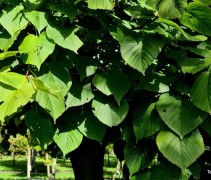 Tilia platyphyllos