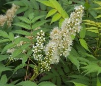 Sorbaria sorbifolia 'Sem' - Lijsterbessprirea 'Sem' - 2