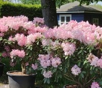 Rhododendron yakushimanum 'Marlis' - Rododendron   - 1