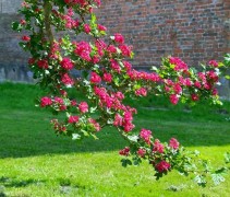 Crataegus 'Paul's Scarlet'