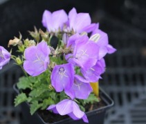 De Klokjesbloem in P9 pot, geleverd per volle kist