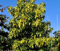 Liquidambar styraciflua 'Aurea'