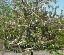 Sierappel 'Professor Sprenger', hoogstam boom vol met bloemen