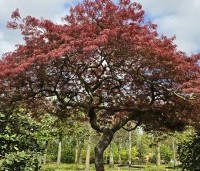 Acer palmatum 'Garnet' - Japanse esdoorn 'Garnet' - 3