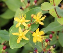 Hypericum Rheingold
