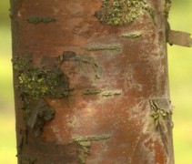 Prunus maackii 'Amber Beauty' stam detail