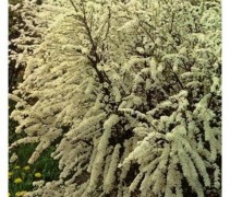 Spiraea arguta; Spierstruik - vakbeplanting met witte bloesem
