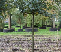 Malus Rode Boskoop