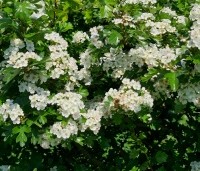 Crataegus monogyna - Eenstijlige meidoorn - 3