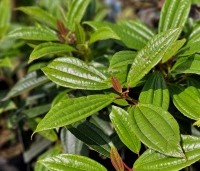 Viburnum davidii - Sneeuwbal davidii - 2