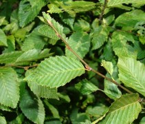 Carpinus betulus 'Frans Fontaine'