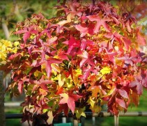 Liquidambar styraciflua 'Gum Ball', kroon in herfstkleuren