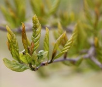 Nyssa sylvatica