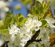 Prunus domestica bloemen