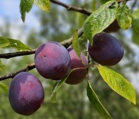 Prunus dom. 'Belle de Louvain' - Prunus dom. 'Belle de Louvain' - 1