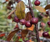 Malus toringo 'Scarlett' - Roodbladige sierappel 'Scarlett' - 4