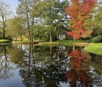 Liquidambar styraciflua - Amberboom - verkleurt geel en rood in de herfst