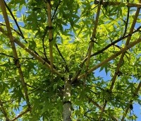 Liquidambar styraciflua 'Worplesdon' - Amberboom - dakvorm 120x120 cm