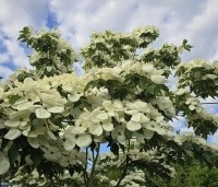 Cornus kousa 'Venus' - Japanse grootbloemige kornoelje ‘Venus' - 2