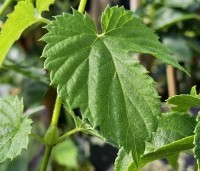 Humulus lupulus 'Nordbrau' - Hopplant voor bierbrouwers - 3