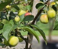 Malus 'Red Sentinel' - Sierappel - augustus