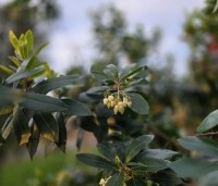 Arbutus unedo - Aardbeiboom - 2