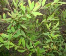 blad Spiraea cinerea 'Grefsheim'