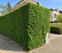 Ligustrum als strakke semi-groenblijvende haag