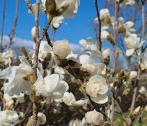 magnolia loebneri merril 