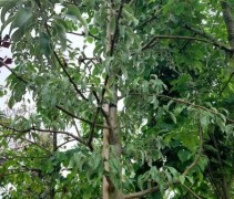 Pyrus salicifolia boom