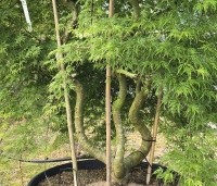 Acer palmatum 'Emerald Lace' - Japanse Esdoorn 'Emerald Lace' - 2