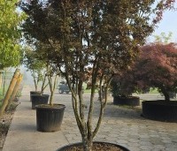 Acer palmatum 'Skeeter's Broom' - Japanse Esdoorn 'Skeeter's Broom' - 3