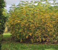 Pterocarya fraxinifolia - Vleugelnoot - 1