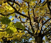 Tilia americana 'Nova' - Amerikaanse linde - 1