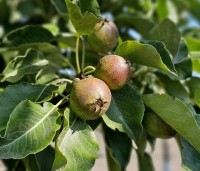 Pyrus com. 'Gieser Wildeman"  - Pyrus com. 'Gieser Wildeman"  - 2