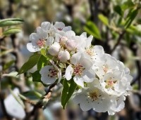 Pyrus com. 'Gieser Wildeman"  - Pyrus com. 'Gieser Wildeman"  - 3